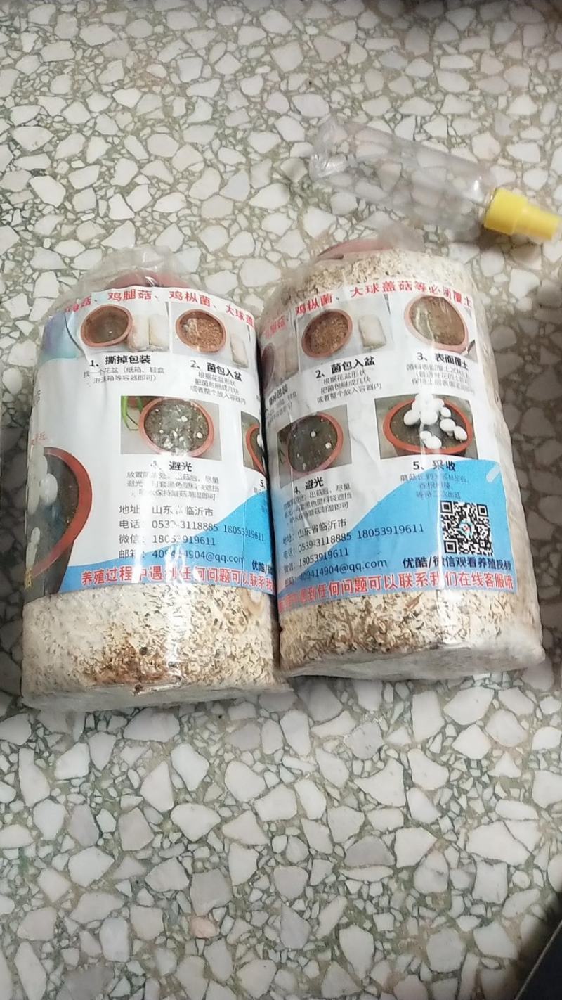 双孢菇蘑菇菌种植袋装家庭室内菌包阳台种蘑菇食用菌棒养种菌