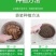 双孢菇蘑菇菌种植袋装家庭室内菌包阳台种蘑菇食用菌棒养种菌