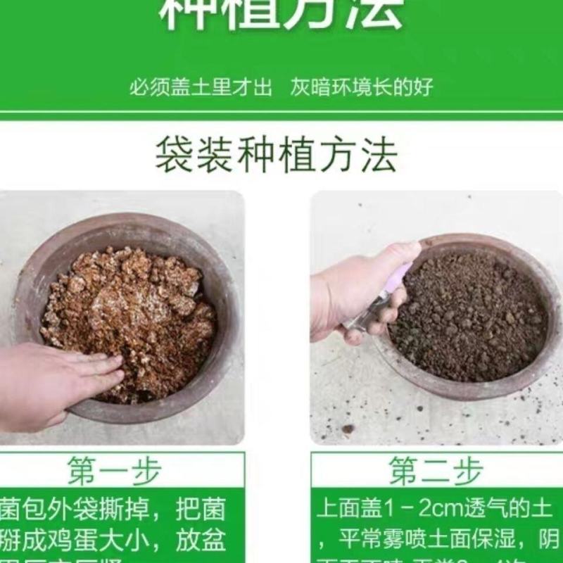 双孢菇蘑菇菌种植袋装家庭室内菌包阳台种蘑菇食用菌棒养种菌