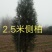 0.8-1米，1.2,1.5米1.8米营养杯侧柏苗柏树苗