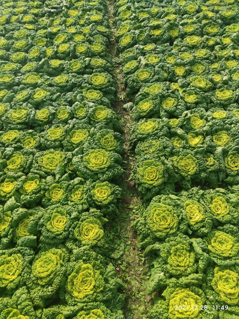精品黄心菜千亩基地实力供应期待与您合作共赢！
