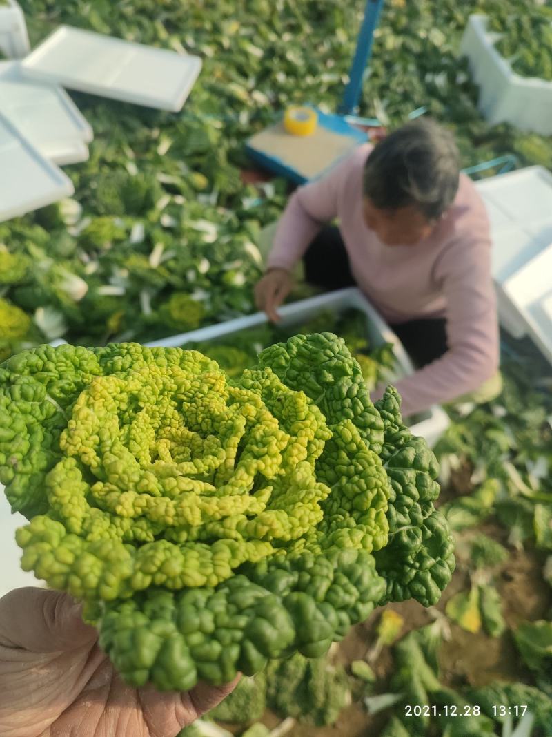 精品黄心菜千亩基地实力供应期待与您合作共赢！