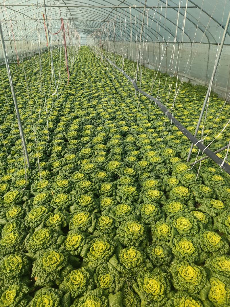 精品黄心菜千亩基地实力供应期待与您合作共赢！
