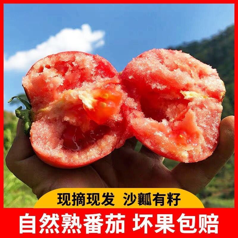 【热销】山东西红柿货源充足大量供应视频看货