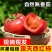 【热销】山东西红柿货源充足大量供应视频看货