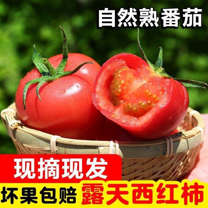【热销】山东西红柿货源充足大量供应视频看货