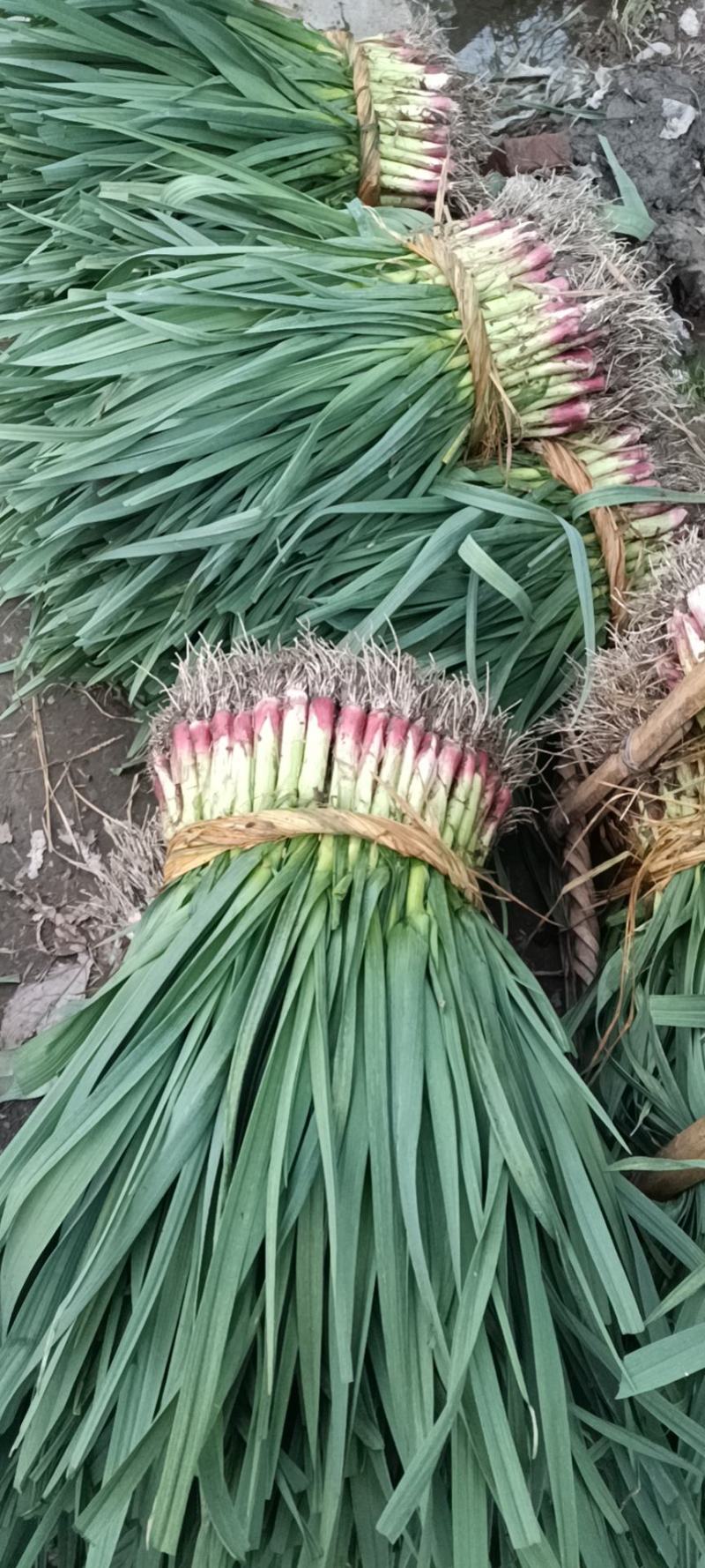 川香精品硬叶软硬叶红根香蒜苗新鲜大蒜苗现挖红紫皮蒜苗