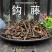 正品钩藤茶新货中药材野生钩藤片粉双钩丁根泡脚