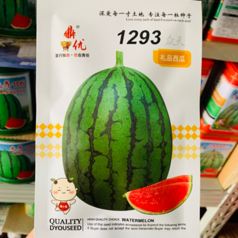早熟小果型礼品西瓜种子椭圆形果肉红色小西瓜种籽耐低温