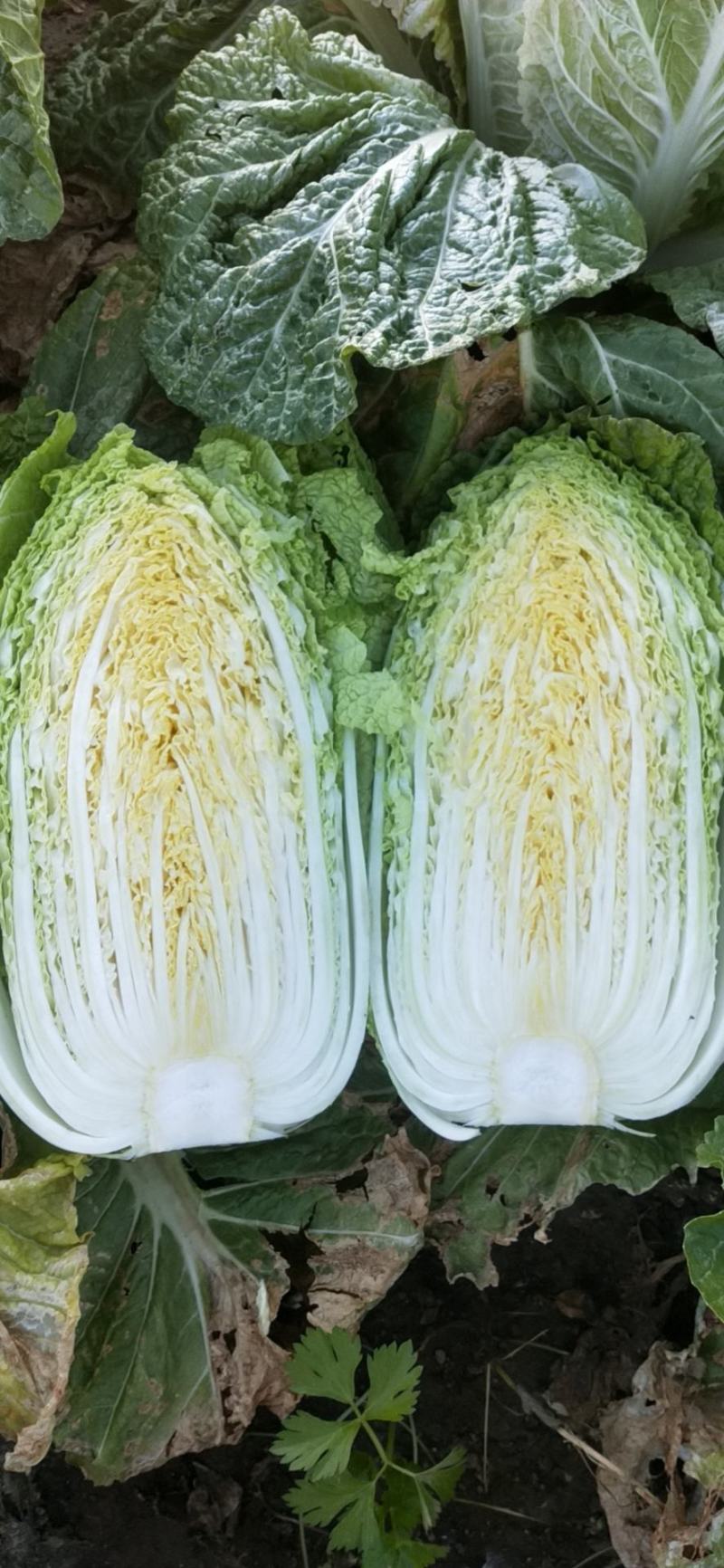 精品纯黄心大白菜正在上市中，欢迎各位老板前来洽谈！