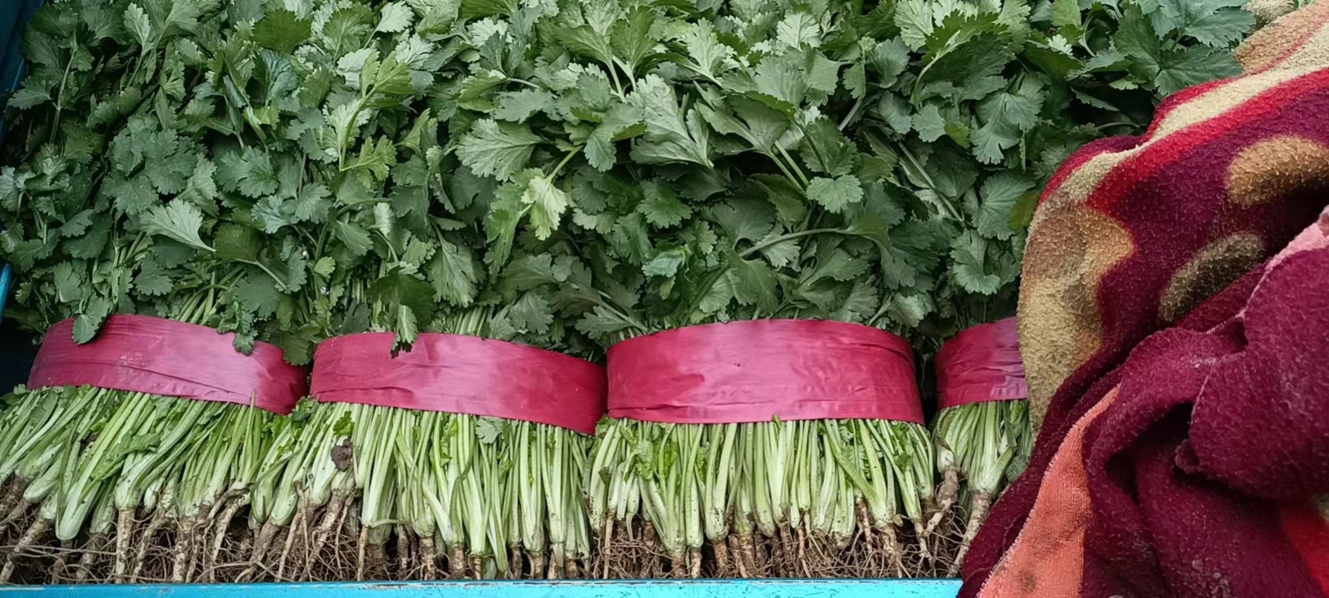 香菜与其他蔬菜搭配示意图