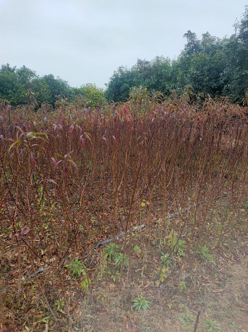 观赏桃花苗，青叶碧桃嫁接桃花，红叶桃花都有根须发达