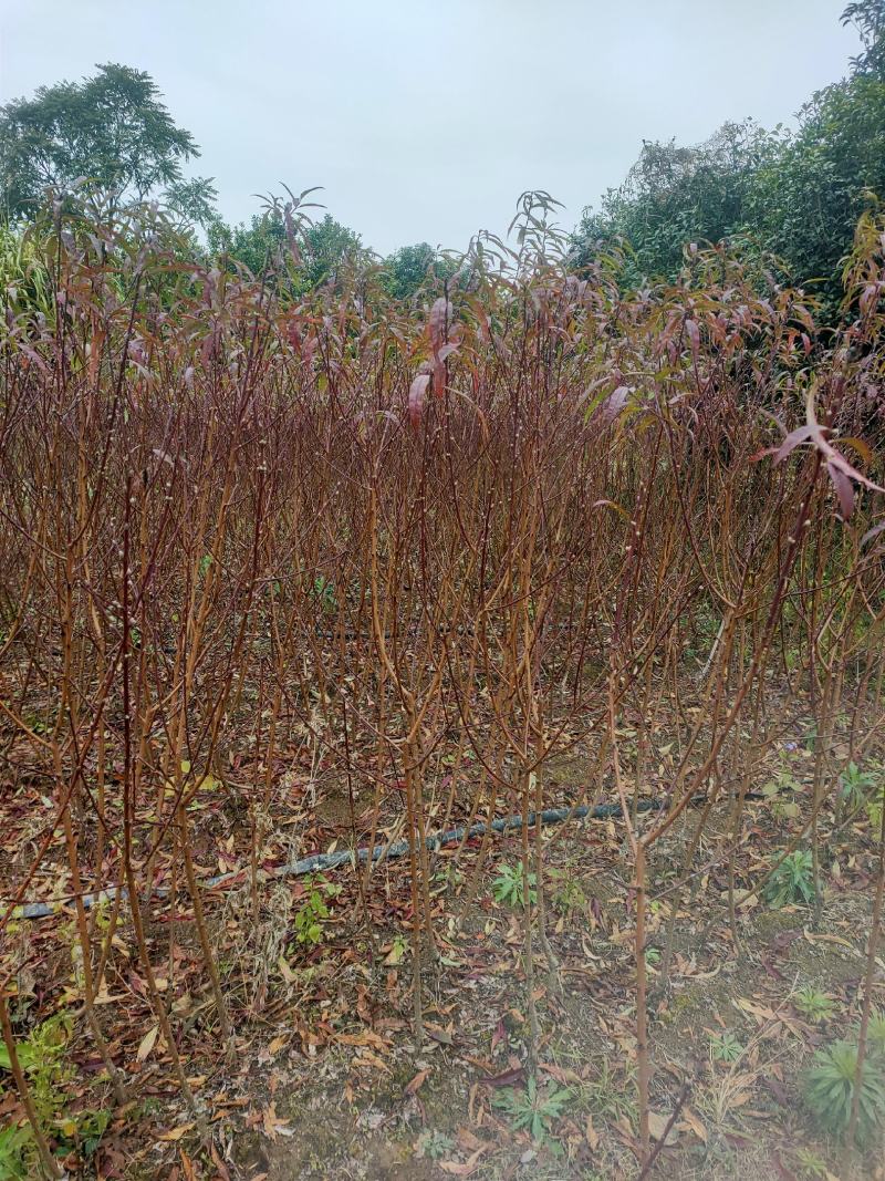 观赏桃花苗，青叶碧桃嫁接桃花，红叶桃花都有根须发达