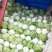 基地871ー14精品大白菜，货源充足，价位适宜！