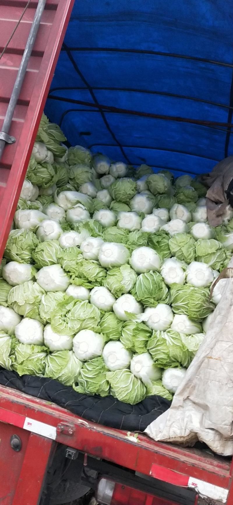 基地871ー14精品大白菜，货源充足，价位适宜！