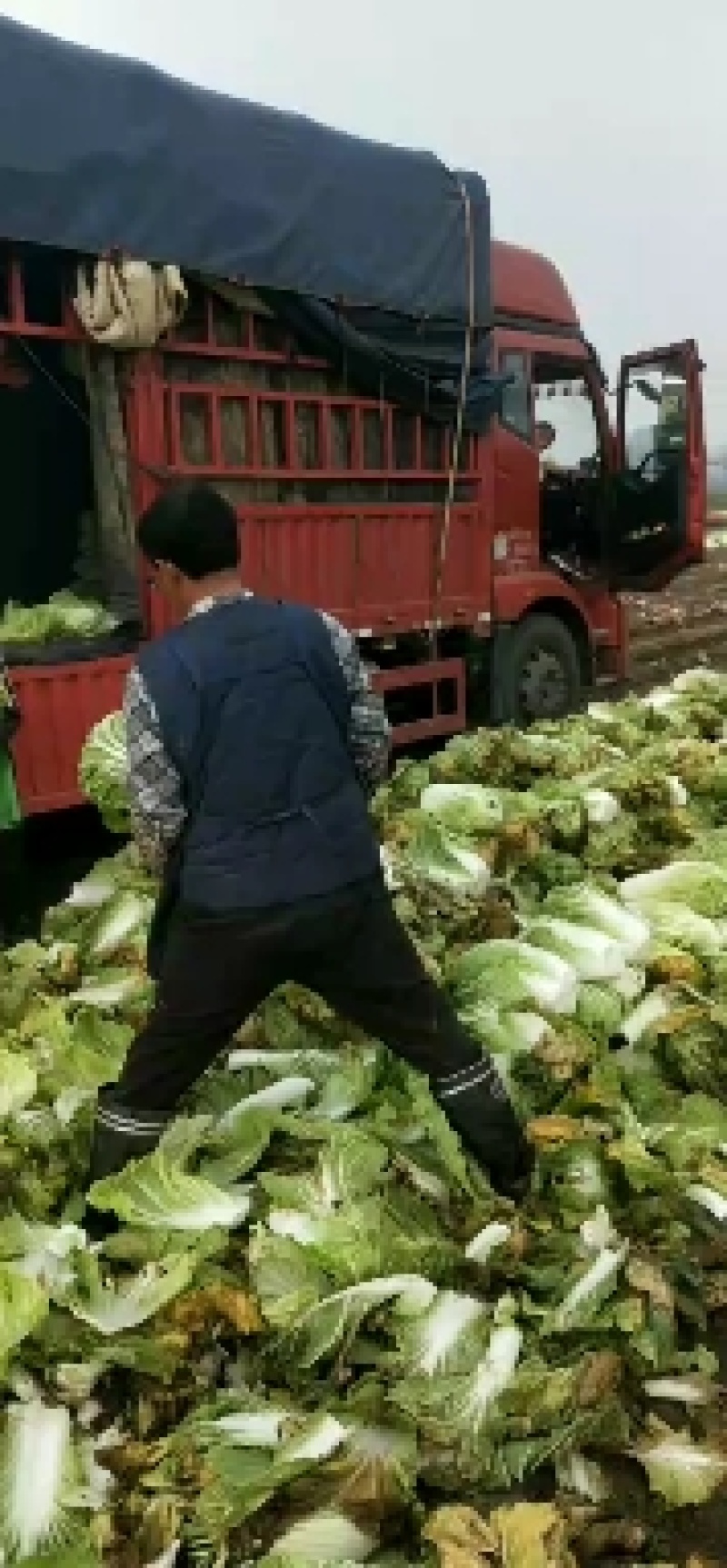 基地871ー14精品大白菜，货源充足，价位适宜！