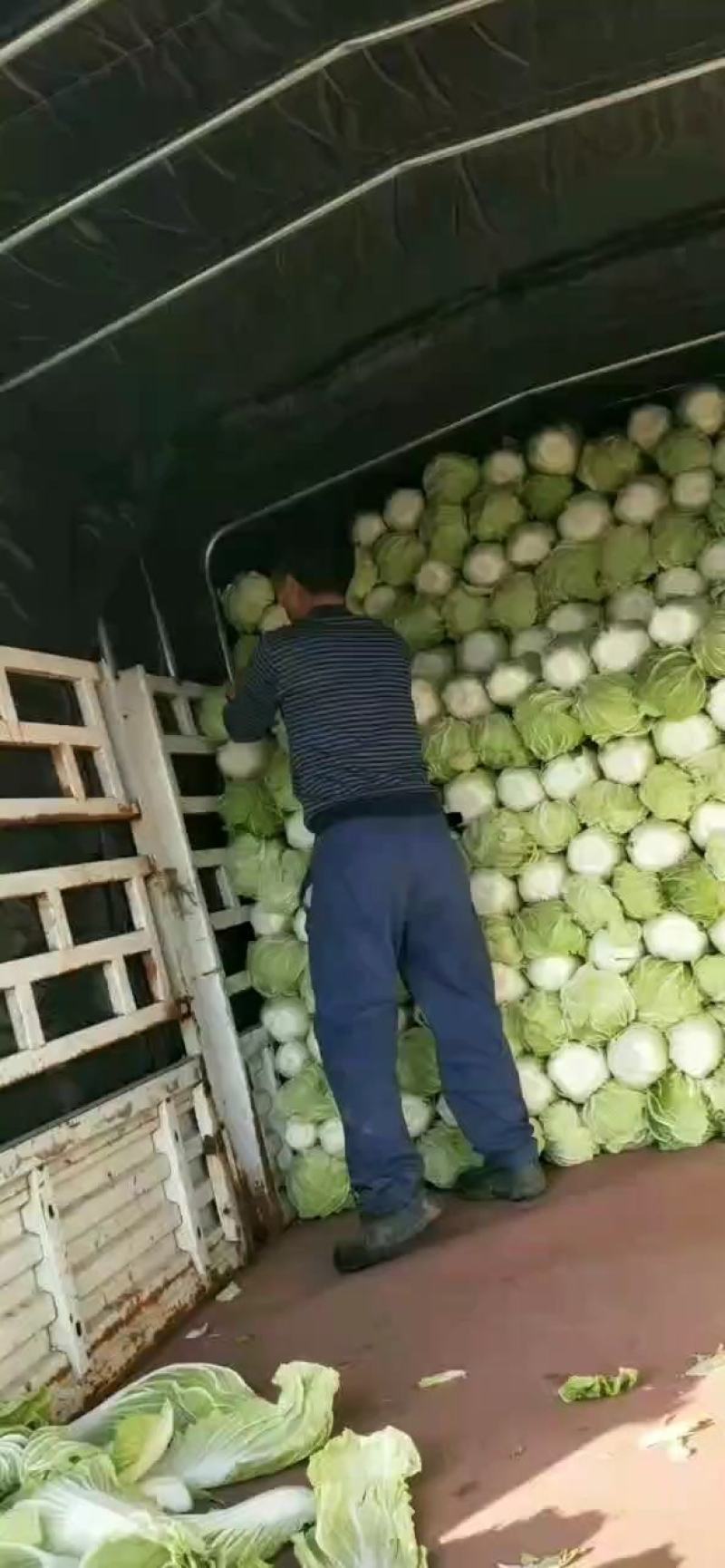 基地871ー14精品大白菜，货源充足，价位适宜！