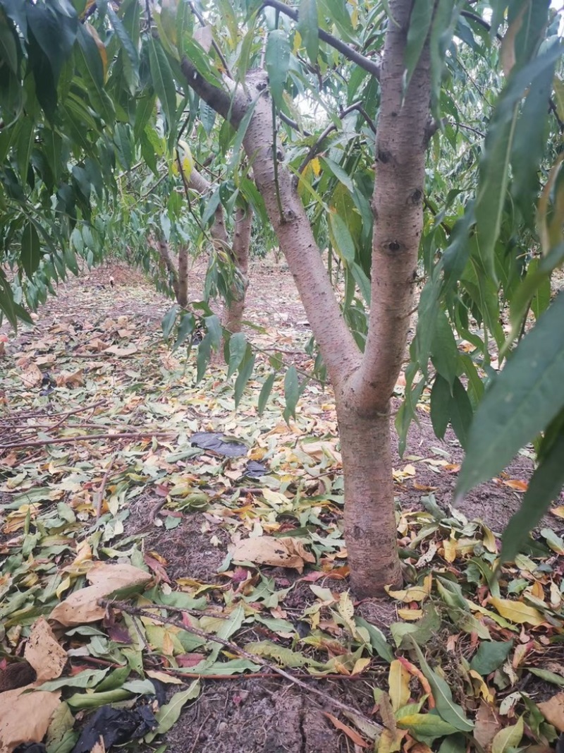 占地桃树苗，占地桃苗，占地桃树，1-15公分