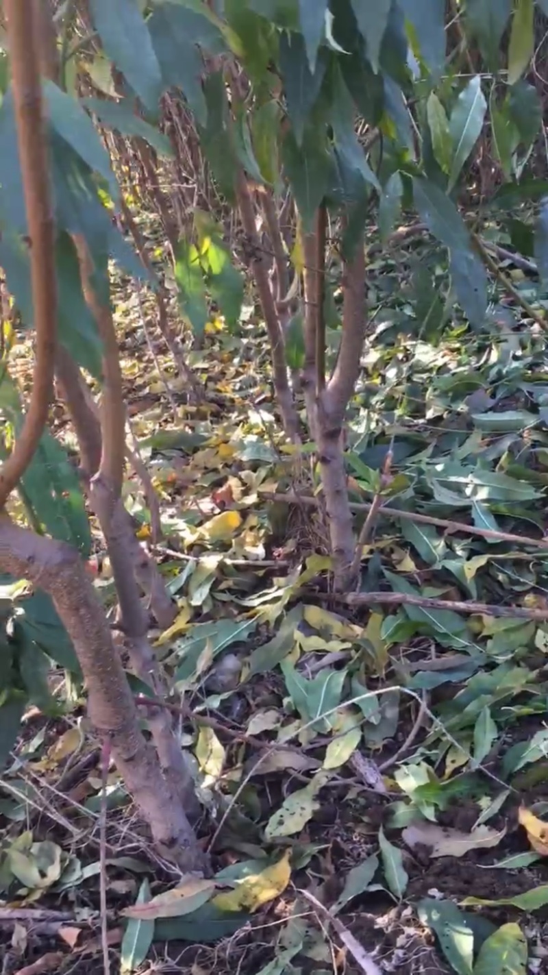 占地桃树苗，占地桃苗，占地桃树，1-15公分