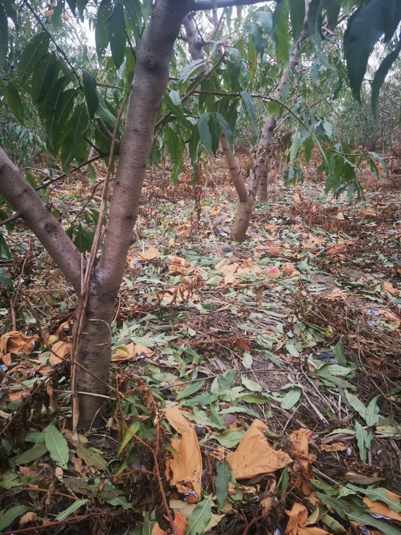 占地桃树苗，占地桃苗，占地桃树，1-15公分