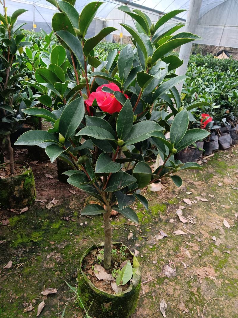 夏日七心茶花四季开花