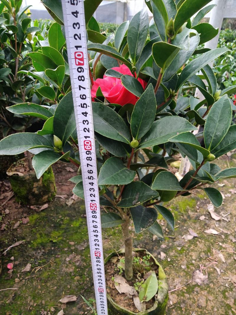 夏日七心茶花四季开花