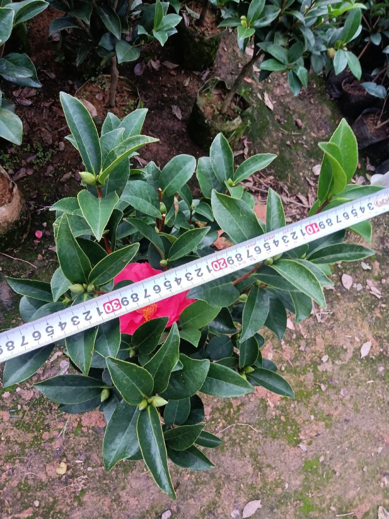 夏日七心茶花四季开花