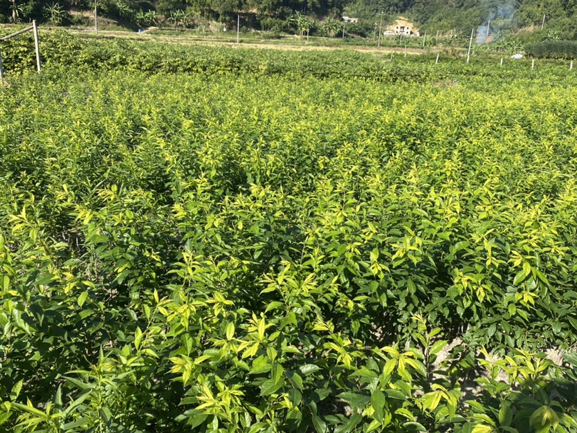 三华李果园实景