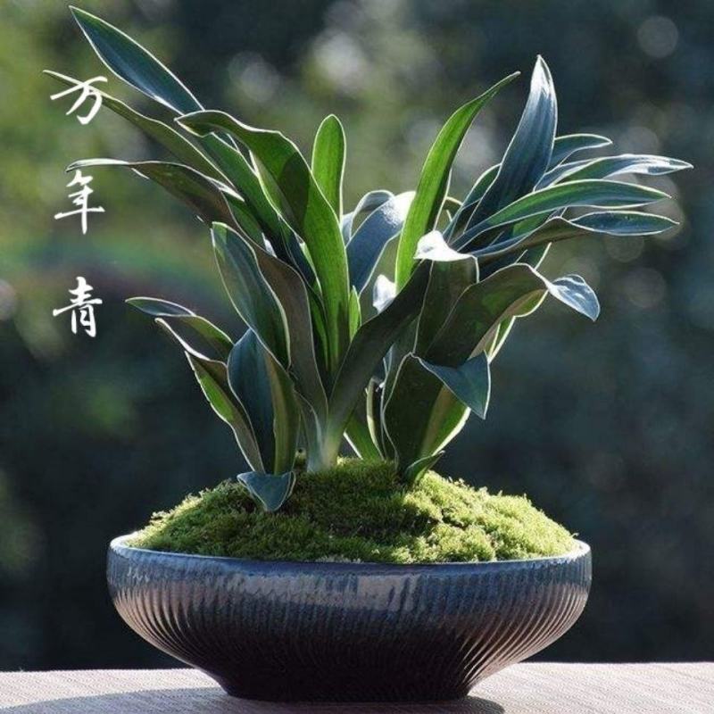 金边万年青盆栽红果万年青盆栽四季常青结婚新居乔迁花卉植防