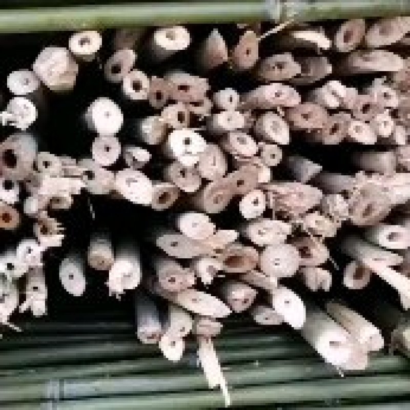 河南濮阳范县竹竿批发市场