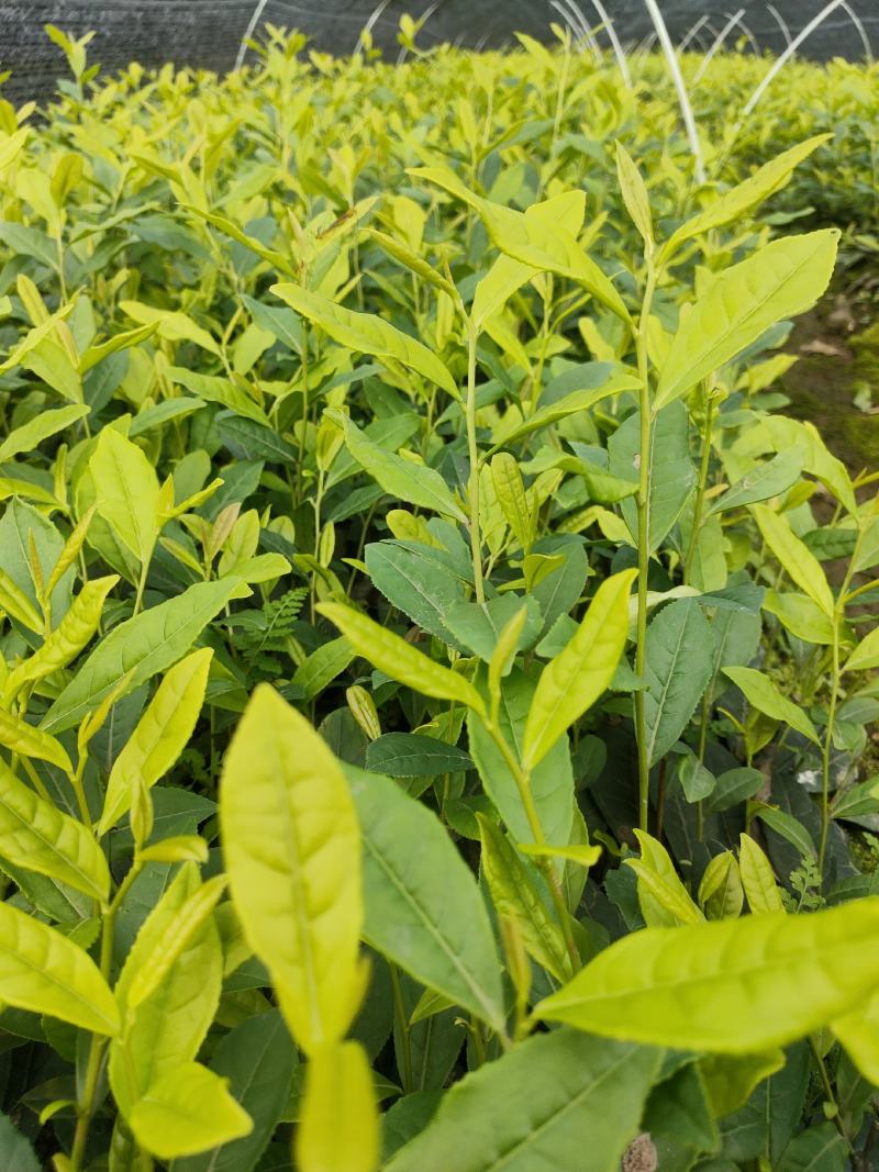 茶树苗，四川金芽茶苗，四川黄金芽批发，基地直销，质量保证