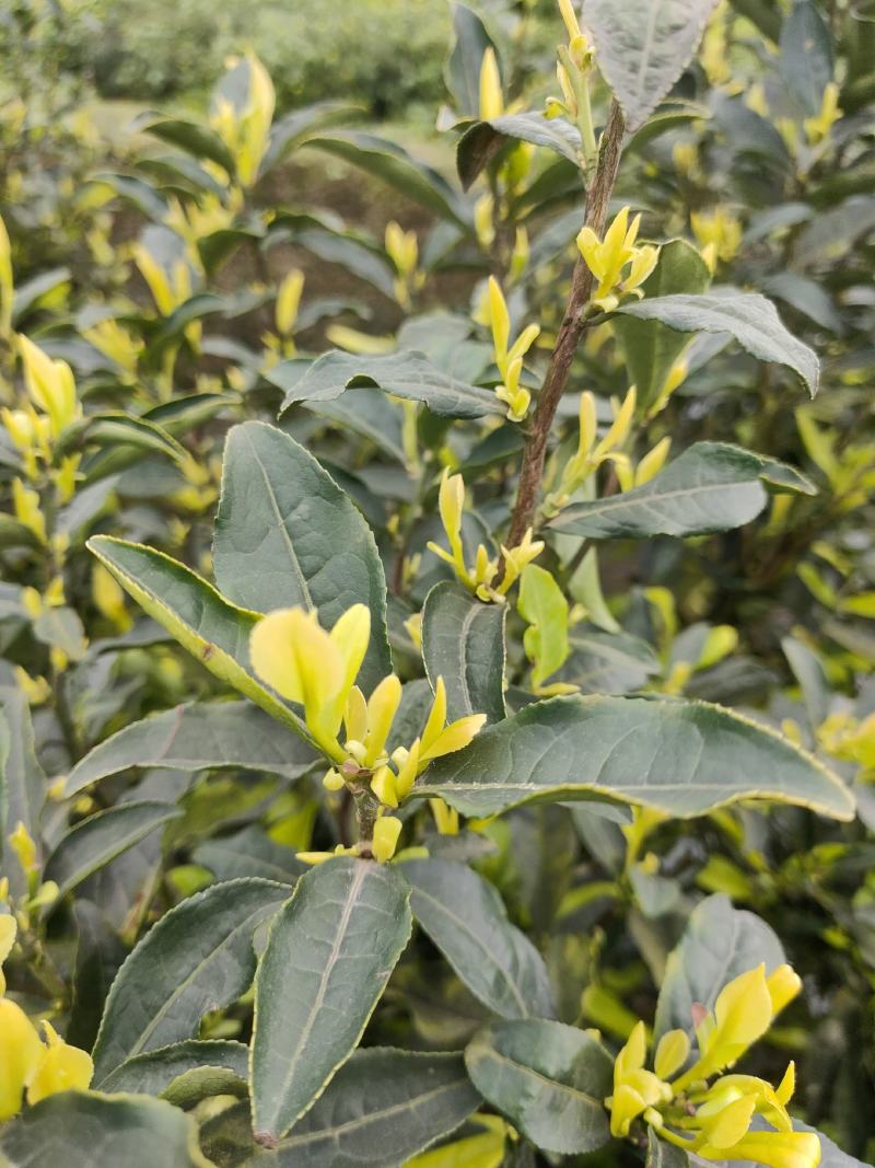茶树苗，四川金芽茶苗，四川黄金芽批发，基地直销，质量保证