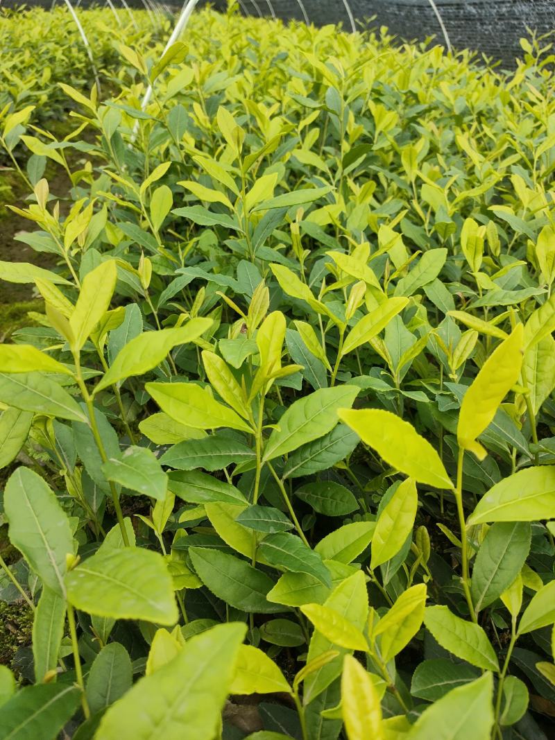 茶树苗，四川金芽茶苗，四川黄金芽批发，基地直销，质量保证