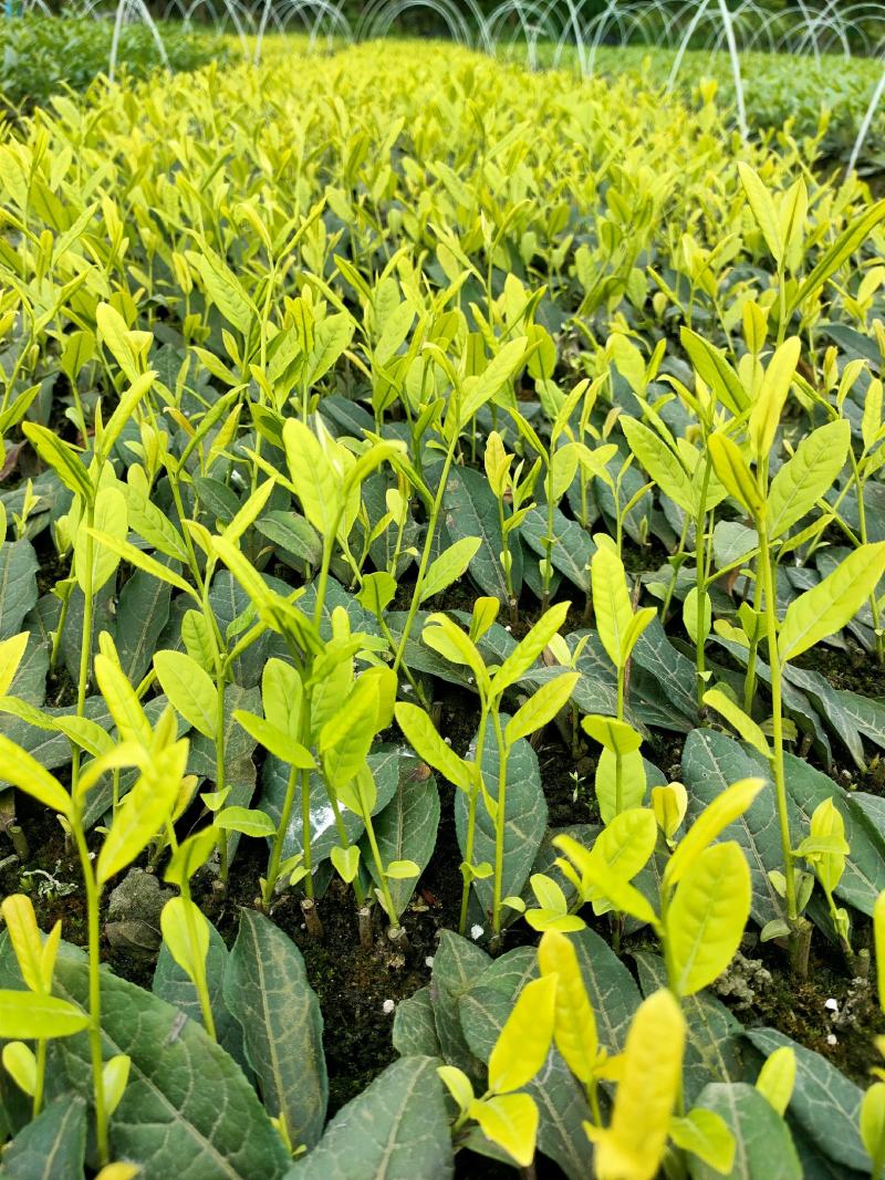 茶树苗，四川金芽茶苗，四川黄金芽批发，基地直销，质量保证