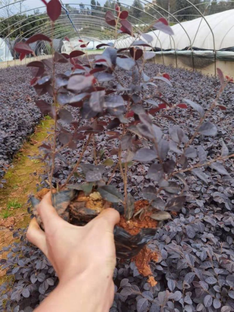 红花继木，黑珍珠双面红红花继木云南昆明种植园批发