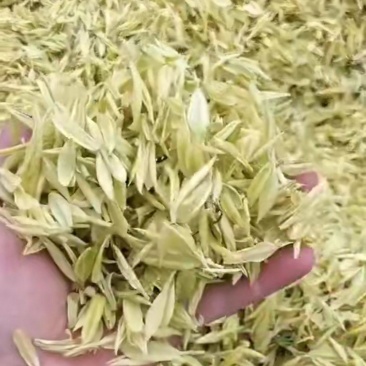 茶树苗批发，四川奶白茶苗批发，基地直供，成活率高