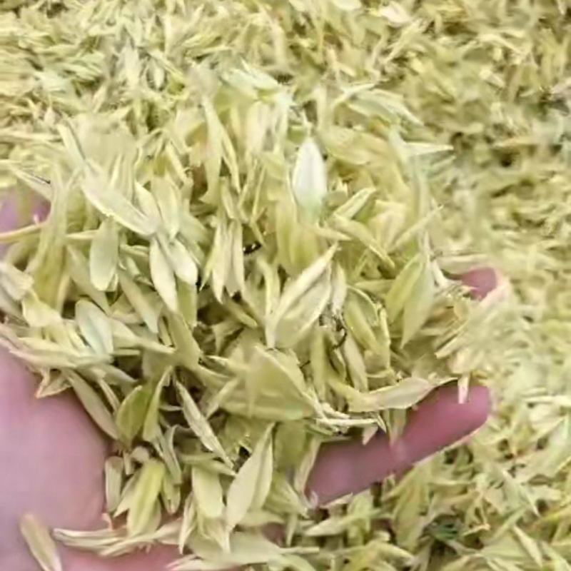 茶树苗批发，四川奶白茶苗批发，基地直供，成活率高