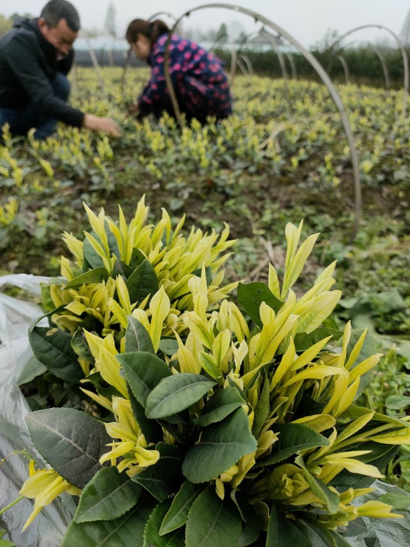 茶树苗批发，四川奶白茶苗批发，基地直供，成活率高