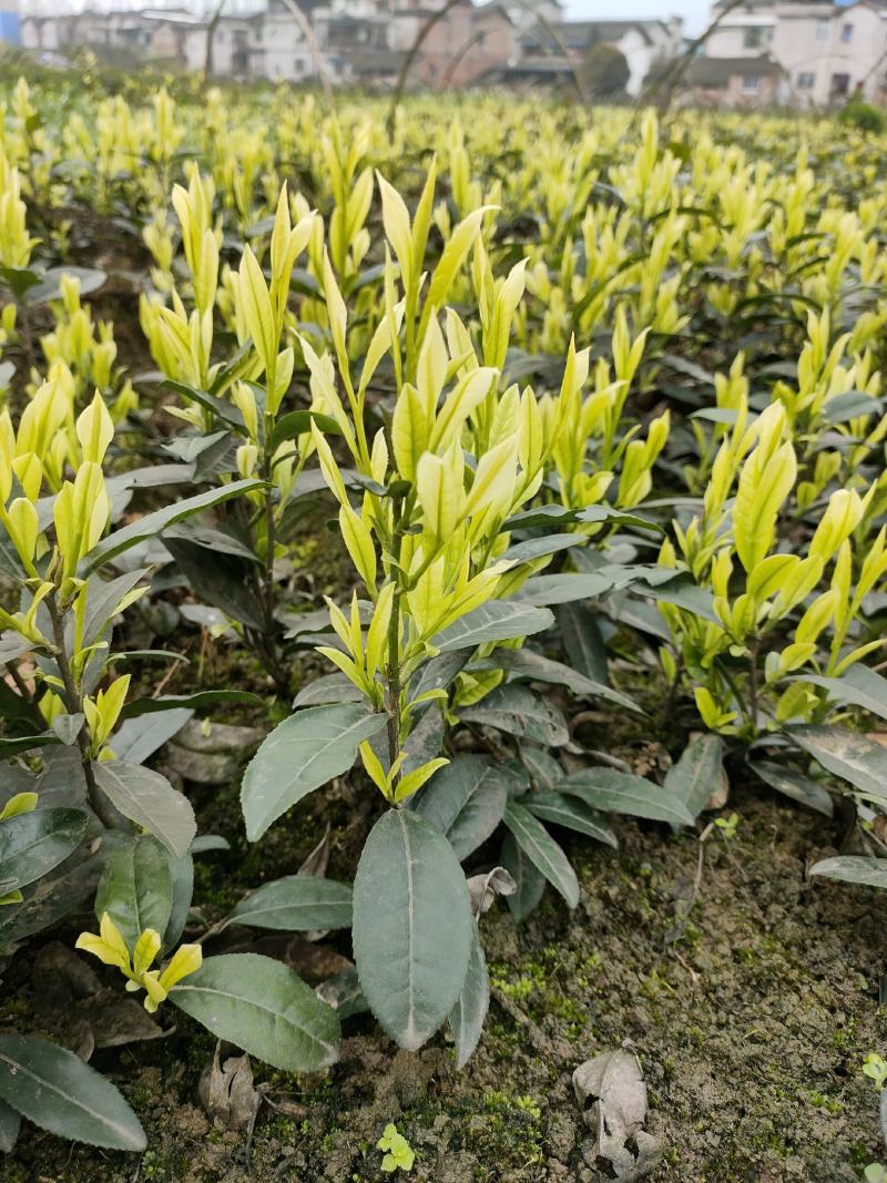茶树苗批发，四川奶白茶苗批发，基地直供，成活率高