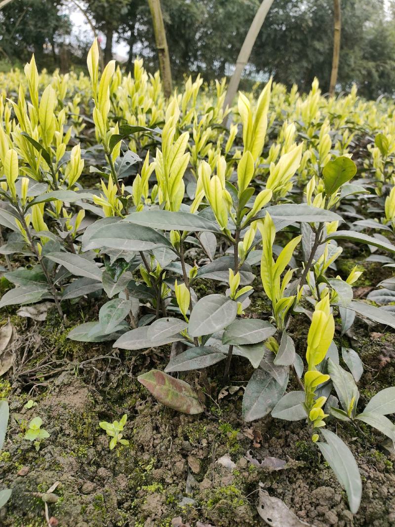 茶树苗批发，四川奶白茶苗批发，基地直供，成活率高