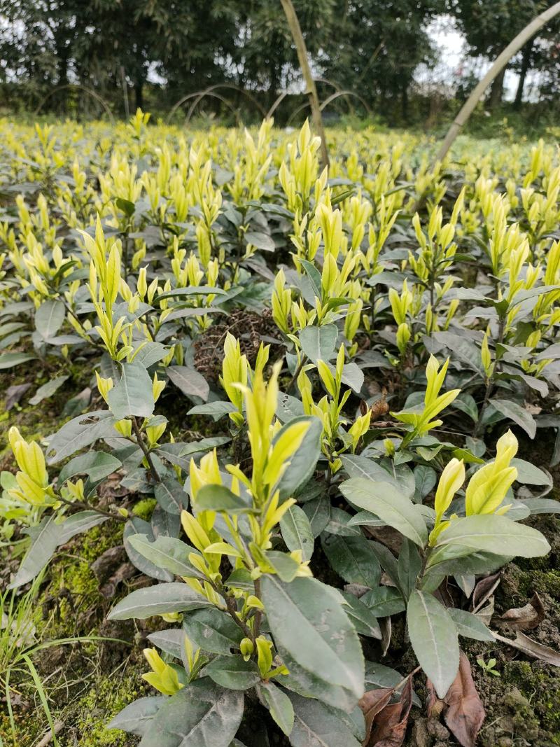 茶树苗批发，四川奶白茶苗批发，基地直供，成活率高