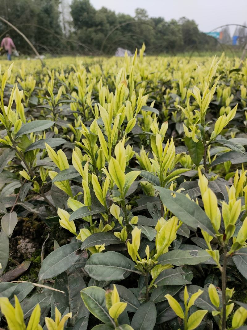 茶树苗批发，四川奶白茶苗批发，基地直供，成活率高
