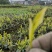 茶树苗批发，四川奶白茶苗批发，基地直供，成活率高