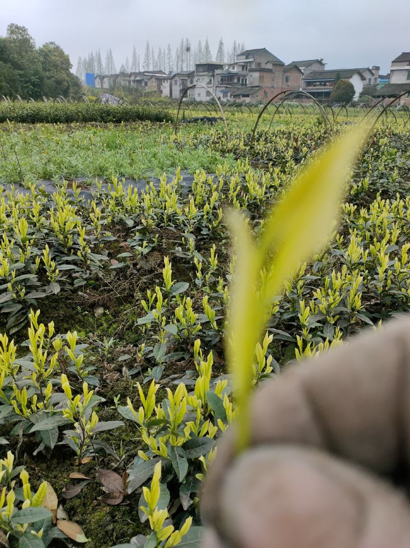 茶树苗批发，四川奶白茶苗批发，基地直供，成活率高