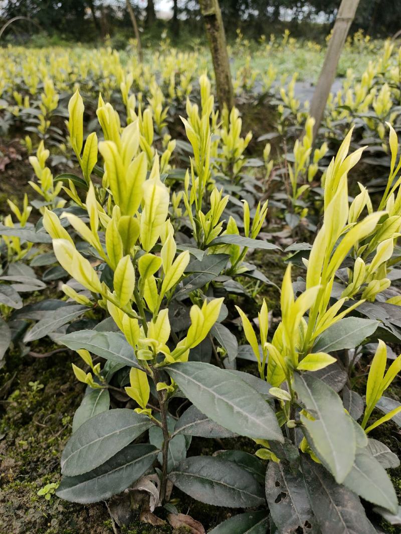 茶树苗批发，四川奶白茶苗批发，基地直供，成活率高