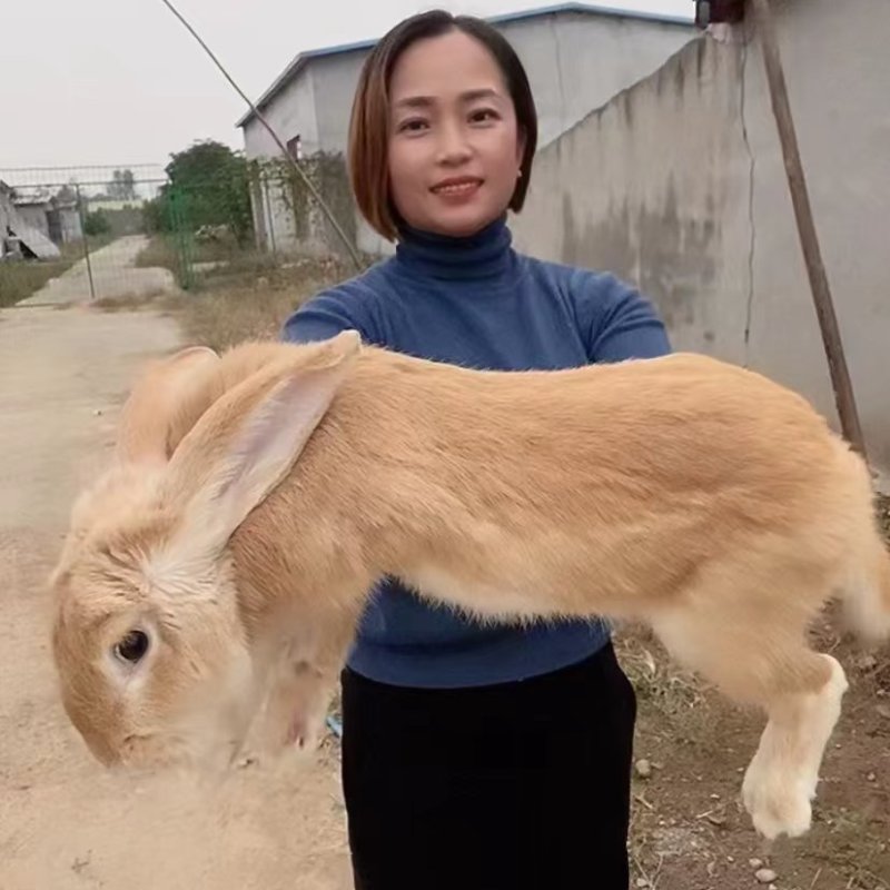 优质虎皮红狐种兔包技术包回收包运输