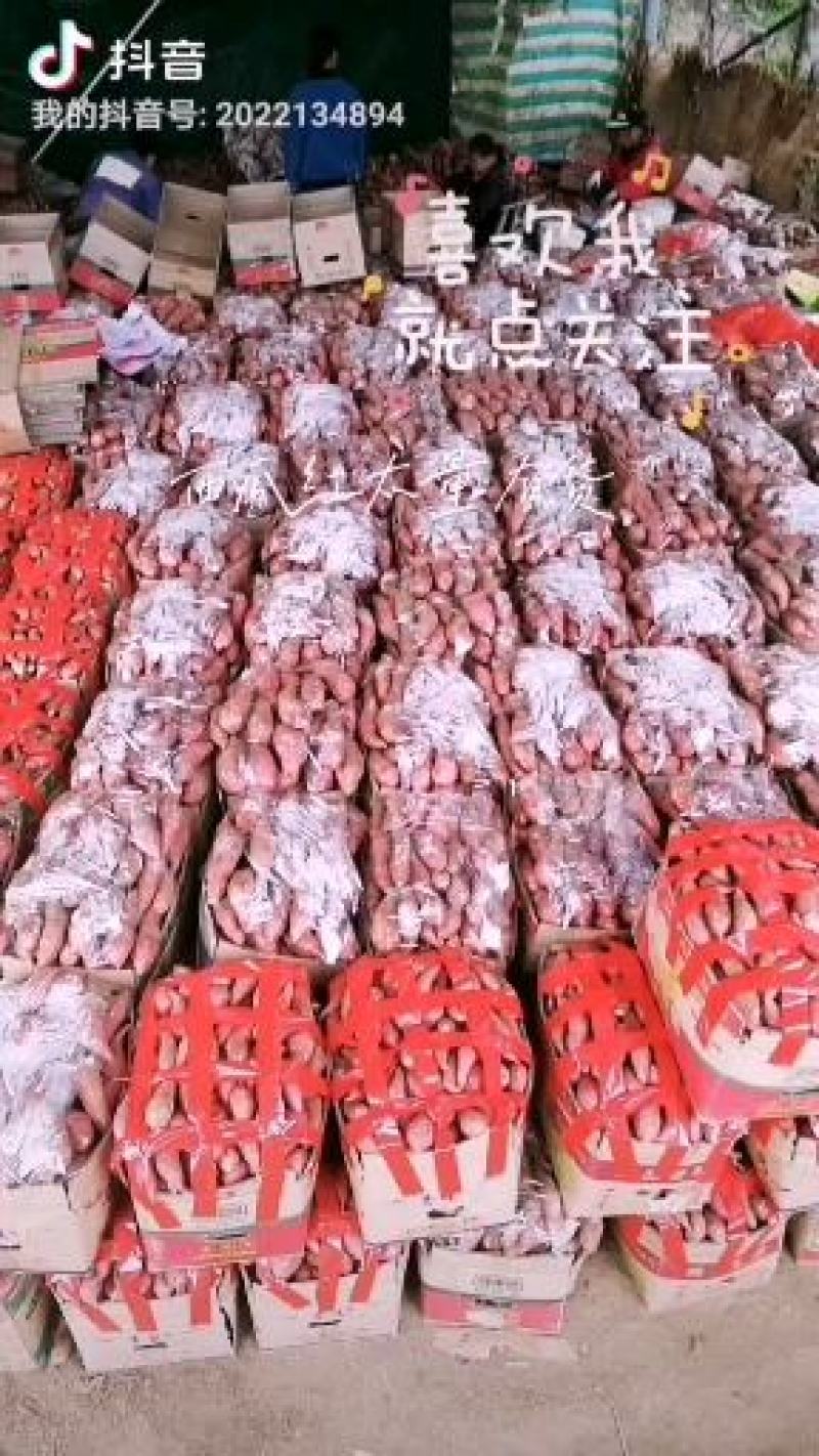 西瓜红精品通货黄土坡地的红薯、红皮红心