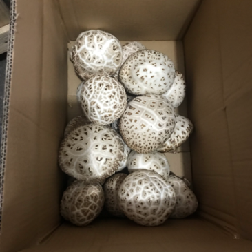 大花菇