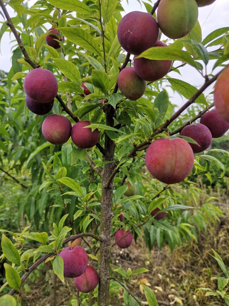 早熟红蜜李子苗，五月底早熟甜李新品种，现挖保湿