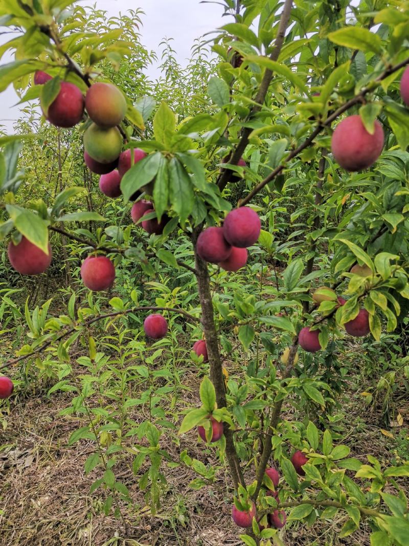 早熟红蜜李子苗，五月底早熟甜李新品种，现挖保湿